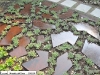 Particolare del Giardino Botanico realizzato da Maurizio del Piano a Boario